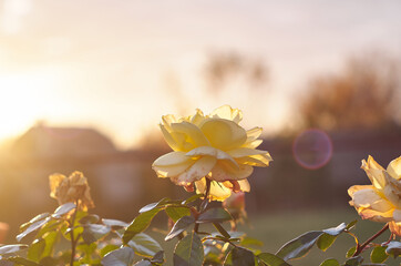A bush of yellow roses. Roses at sunset in sunlight background