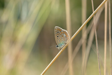 Female common blue butterfly (Polyommatus icarus) rests between some dry rushes.