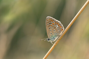 Female common blue butterfly (Polyommatus icarus) rests on a dry rush.