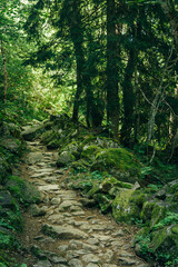 un sentier de pierres dans une forêt de sapins. Un chemin de randonnée dans les Alpes.