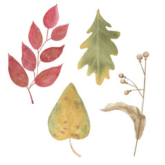 Watercolor autumn leaves. Hand painted illustrations for design