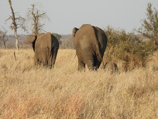 Wild Animals in Kruger National Park South Africa 
