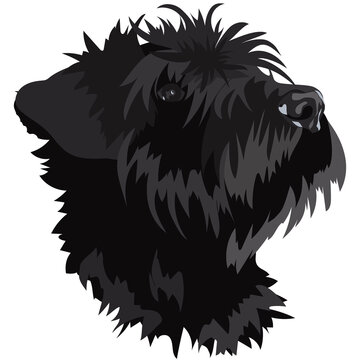 portrait of black schnauzer puppy on white background, vector image
