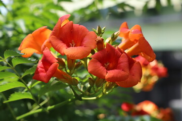 初夏の公園に咲くノウゼンカズラの朱色の花