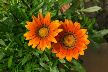 Two flowers in the garden