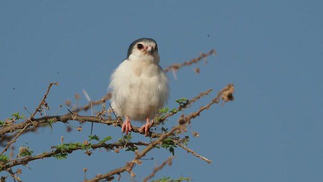 Pygmy Falcon - Polihierax semitorquatus or African falcon bird native to Africa, smallest raptor on the continent, prey on reptiles and insects, rodents, nest in white-headed buffalo weaver.