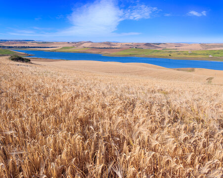 Between Apulia and Basilicata: Lake Basentello ( or Serra del Corvo) surrounded by cultivated hills with cereal fields near Poggiorsini town in southern Italy.