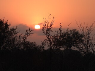 Wild Animals in Kruger National Park South Africa 