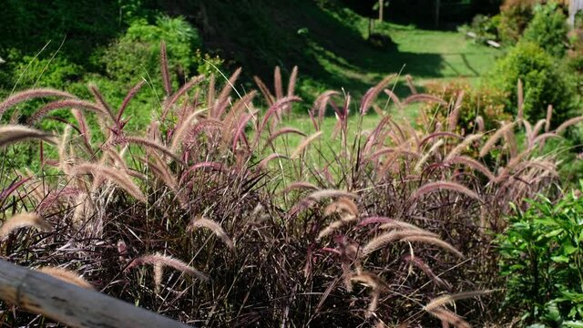 Desho grass or grass flowers blowing in the wind
