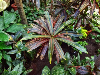 Colorful croton plant, tropical tree leaf texture. © Katarzyna
