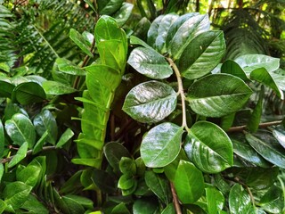 Green leaves. Zamioculcas zamiifolia, dollar tree.