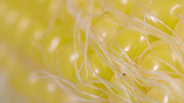 MACRO, DOF: Rough white hair lies atop the neat rows of ripe corn kernels. Beautiful yellow lines of ripe corn kernels shine under a bright light. Detailed shot of vibrant yellow organic corn kernel.