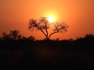 Wild Animals in Kruger National Park South Africa 