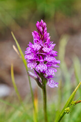 A type of wild mountain orchid in catalonia, Spain