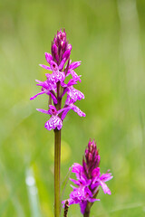 A type of wild mountain orchid in catalonia, Spain