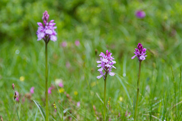 A type of wild mountain orchid in catalonia, Spain