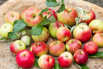 Freshly picked natural red apples