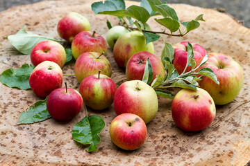 Freshly picked natural red apples
