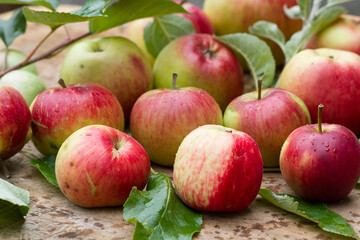 Freshly picked natural red apples