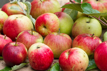 Freshly picked natural red apples