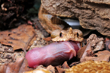 young European horned adder (Vipera ammodytes) eats a mouse // junge Europäische Hornotter (Vipera ammodytes) frisst eine Maus