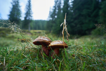 Mushrooms close-up in the grass in the forest