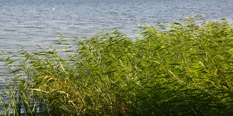 Thickets of green reeds on the shore of the reservoir