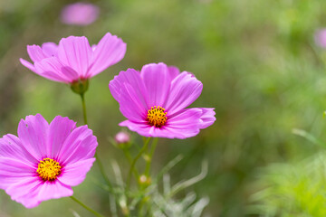 Obraz premium 秋の花 コスモス