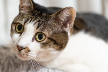 見つめる猫　キジトラ白