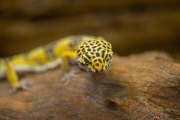 ヒョウモントカゲモドキ