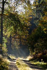 Waldweg im Nationalpark Hunsrück-Hochwald
