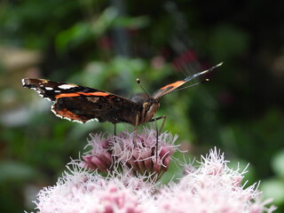 papillon