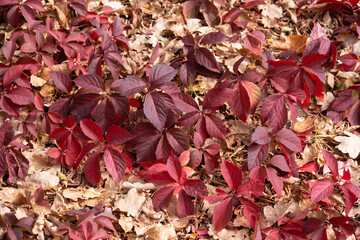 autumn leaves background