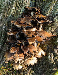 Grappe de champignons bruns d'automne au pied d'un arbre