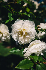 Obraz premium white rose bush