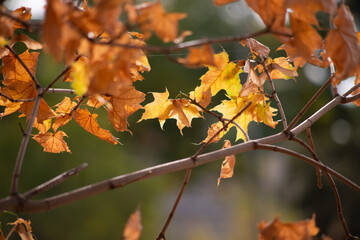 autumn leaves in the forest