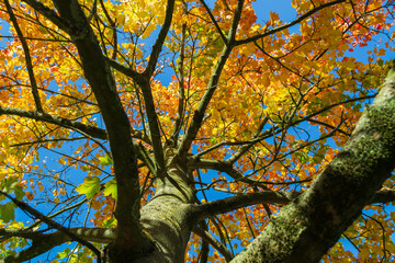 Érable multicolore en octobre sous un ciel bleu