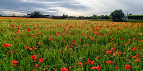Poppies. Country poppies. Poppy field