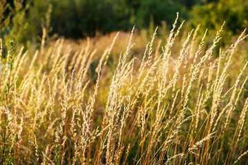 Fototapeta premium Field of grass during sunset