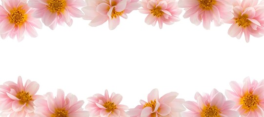 Dahlia pink flowers isolated on white, abstract floral mockup
