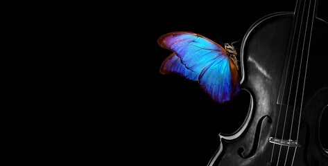melody concept. colorful blue morpho butterfly on violin. violin black and white and bright butterfly isolated on black. music concept. copy space © Oleksii
