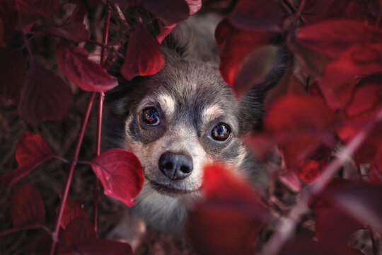 Portrait Hund im roten Laub mit Blättern in der Natur