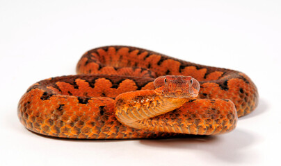 Nose-horned viper // Europäische Hornotter (Vipera ammodytes)
