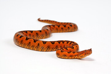 Europäische Hornotter // Nose-horned viper (Vipera ammodytes)