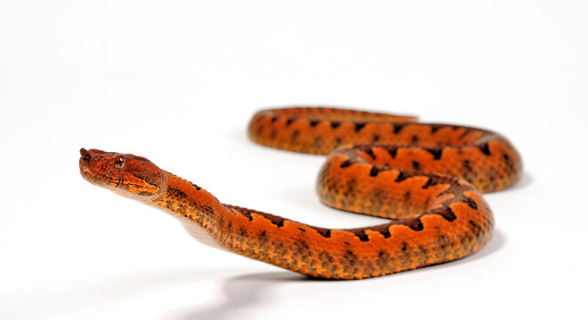 Nose-horned viper // Europ&auml;ische Hornotter (Vipera ammodytes)