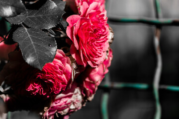Pink rose buds against the background of a dark gloomy lattice. High quality photo
