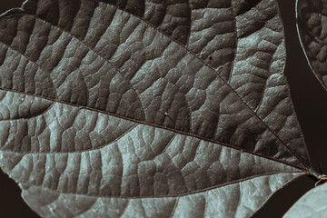 Close-up of a dark leaf and its texture in cool tones. Natural tropical background. High quality...