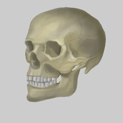 just a skull. Bitmap image.