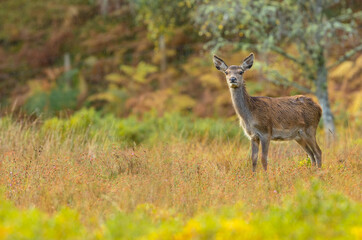 Red Deer hind, or female, in Autumn, stood in rainy weather facing camera with colourful autumnal colours of yellow and orange.  Glen Strathfarrar, Scottish Highlands.  Copy Space.  Horizontal.