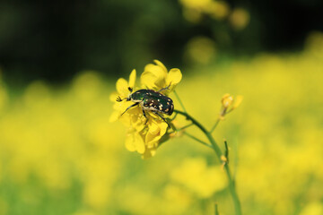 insect sitting on Yellow rapeseed for finding some food and helping rapeseed for pollination. 